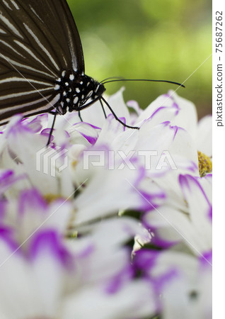 蝴蝶正在吮吸白花上的花蜜。蝴蝶的名字叫Tsumurasaki Madara。 蝴蝶正在吮吸白花上的花蜜。蝴蝶的名字叫Tsumurasaki Madara。 75687262