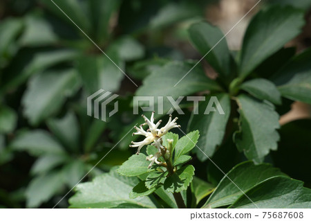 Pachysandra flower March 75687608