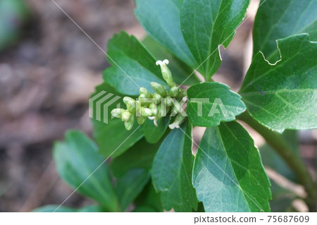Pachysandra (Fukikusa) Female flowers are in bloom under the buds March 75687609