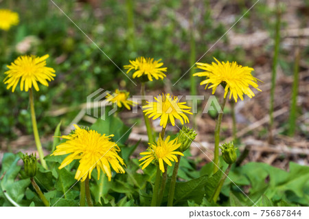 Dandelion in full bloom Dandelion in full bloom 75687844