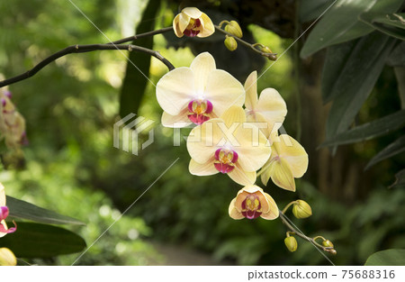 Beautiful white orchids flower in garden Beautiful white orchids flower in garden 75688316