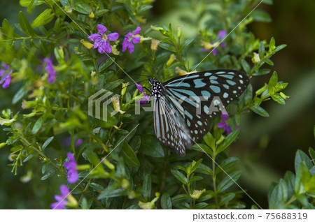蝴蝶從花中吸取花蜜。蝴蝶的名字是琉球朝日馬達拉。 蝴蝶從花中吸取花蜜。蝴蝶的名字是琉球朝日馬達拉。 75688319