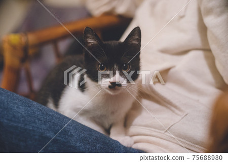 A black and white brindle kitten sitting on his jeans lap and looking at you A black and white brindle kitten sitting on his jeans lap and looking at you 75688980