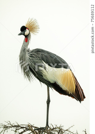 Grey crowned crane on thornbush watching camera 75689112