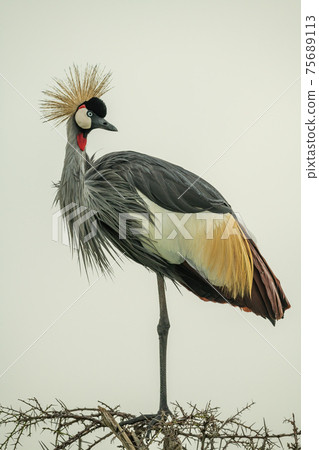 Grey crowned crane on thornbush looking round 75689113