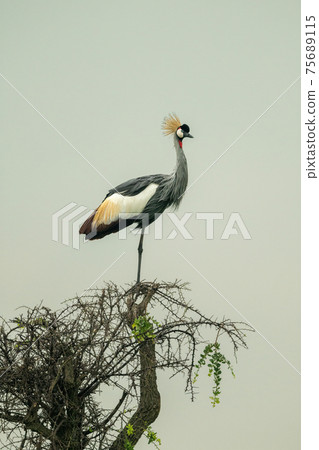 Grey crowned crane on thornbush eyeing camera Grey crowned crane on thornbush eyeing camera 75689115
