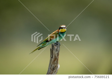 European bee-eater on tree stump eyeing camera European bee-eater on tree stump eyeing camera 75689121