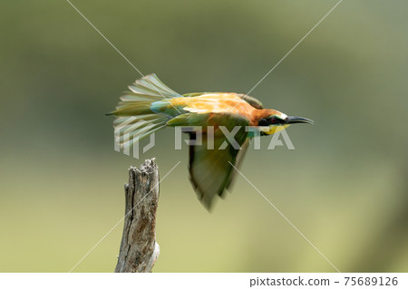 European bee-eater flies past dead tree stump 75689126