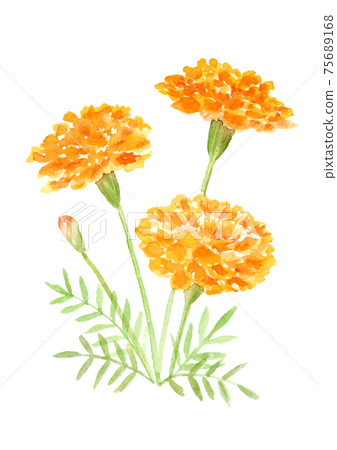 watercolor marigold