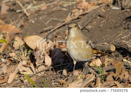 可愛的冬季鳥類達里安Redstart 可愛的冬季鳥類達里安Redstart 75689376