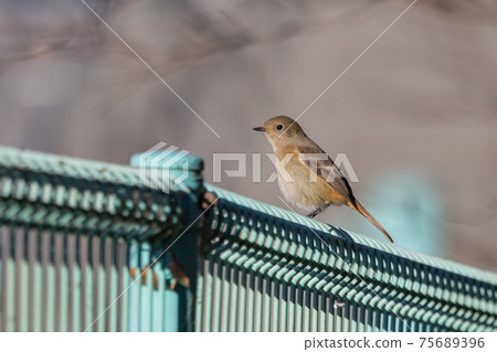 可愛的冬季鳥類達里安Redstart 可愛的冬季鳥類達里安Redstart 75689396