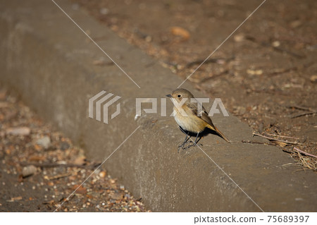 可愛的冬季鳥類達里安Redstart 可愛的冬季鳥類達里安Redstart 75689397