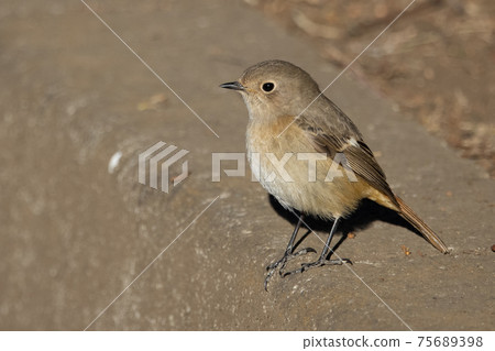 可愛的冬季鳥類達里安Redstart 可愛的冬季鳥類達里安Redstart 75689398