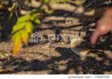 Adorable winter bird Daurian Redstart Adorable winter bird Daurian Redstart 75689399