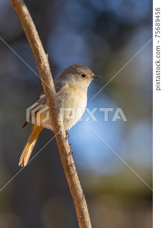 可愛的冬季鳥類達里安Redstart 可愛的冬季鳥類達里安Redstart 75689456