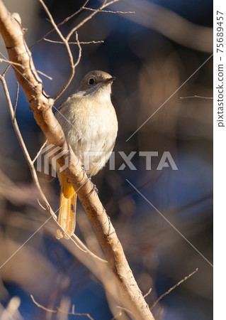 可愛的冬季鳥類達里安Redstart 可愛的冬季鳥類達里安Redstart 75689457