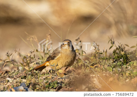 Adorable winter bird Daurian Redstart Adorable winter bird Daurian Redstart 75689472
