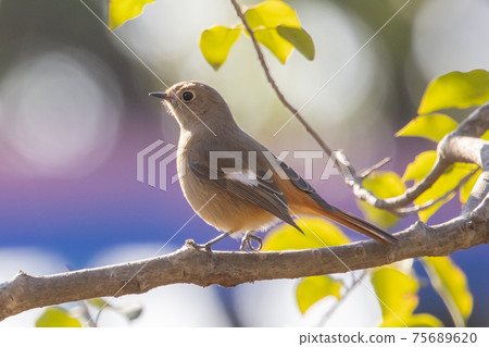 可愛的冬季鳥類達里安Redstart 75689620