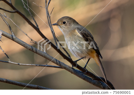 Adorable winter bird Daurian Redstart Adorable winter bird Daurian Redstart 75690001