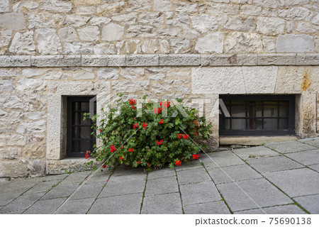Bush with bright red flowers on the street with a stone wall and basement windows 75690138