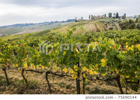 Yellowing vineyards in autumn in the Chianti valley in Tuscany, Italy 75690144