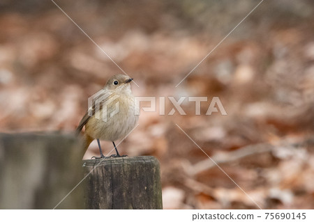 可愛的冬季鳥類達里安Redstart 75690145