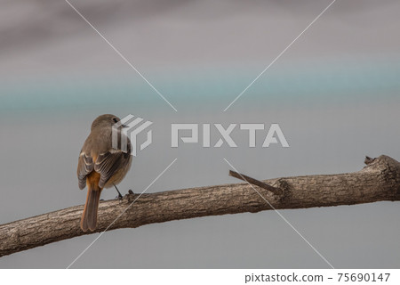 可愛的冬季鳥類達里安Redstart 75690147