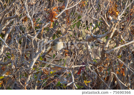 可愛的冬季鳥類達里安Redstart 可愛的冬季鳥類達里安Redstart 75690366