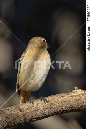 可愛的冬季鳥類達里安Redstart 可愛的冬季鳥類達里安Redstart 75690381