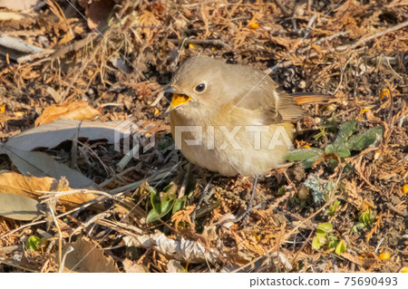 Adorable winter bird Daurian Redstart Adorable winter bird Daurian Redstart 75690493