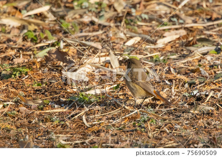 Adorable winter bird Daurian Redstart 75690509