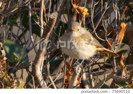 可愛的冬季鳥類達里安Redstart 75690510