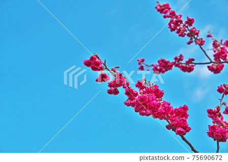 Red cherry blossom Red cherry blossom 75690672