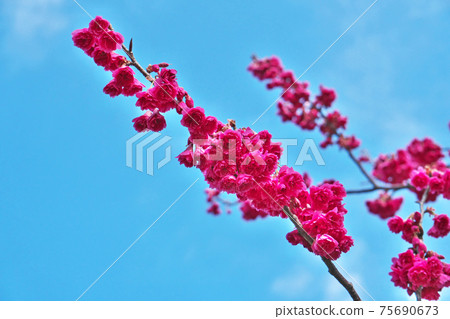 紅櫻花 75690673