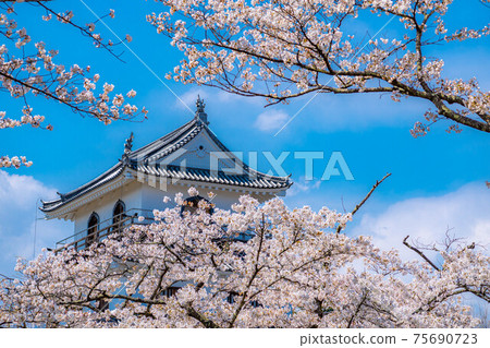 Sakura and blue sky of Shiroishi Castle [Miyagi Prefecture] 75690723