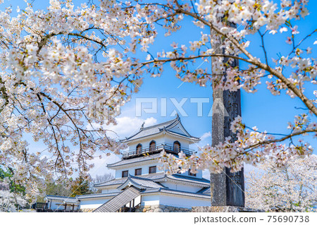 Sakura and blue sky of Shiroishi Castle [Miyagi Prefecture] 75690738