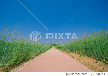 Green barley field street Green barley field street 75690741