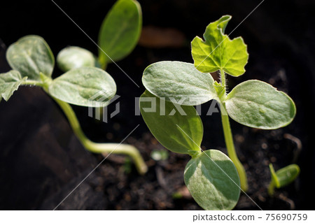 Close up, the seedling is growing in the soil, the sapling grows in the sun. Close up, the seedling is growing in the soil, the sapling grows in the sun. 75690759