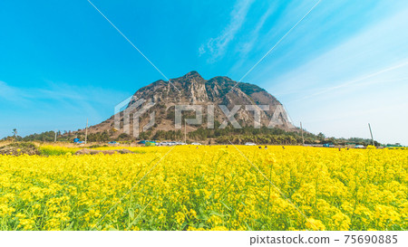 Sanbangsan and rape blossoms 75690885