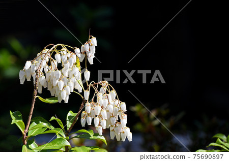 Asebi(小屋) Asebi(小屋) 75690897