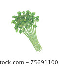 三葉/日本香菜手繪插圖 75691100