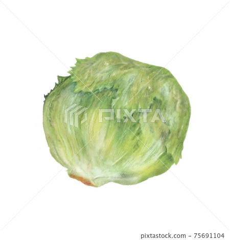生菜手繪插圖 生菜手繪插圖 75691104
