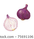 紫洋蔥手繪插圖 75691106