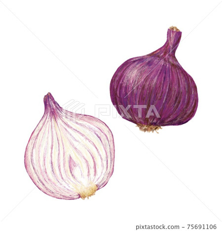 Purple onion hand-drawn illustration Purple onion hand-drawn illustration 75691106