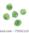 布魯塞爾芽菜手繪插圖 75691110