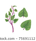 馬拉巴爾菠菜，印度菠菜手繪插圖 75691112