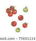 櫻桃番茄手繪插圖 75691114