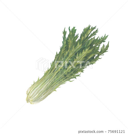Mizuna hand-drawn illustration Mizuna hand-drawn illustration 75691121