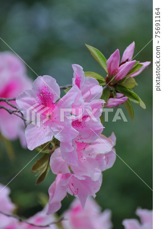 Blooming passion flower Blooming passion flower 75691164