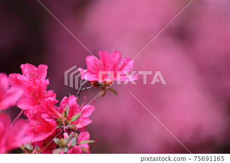 Blooming passion flower 75691165